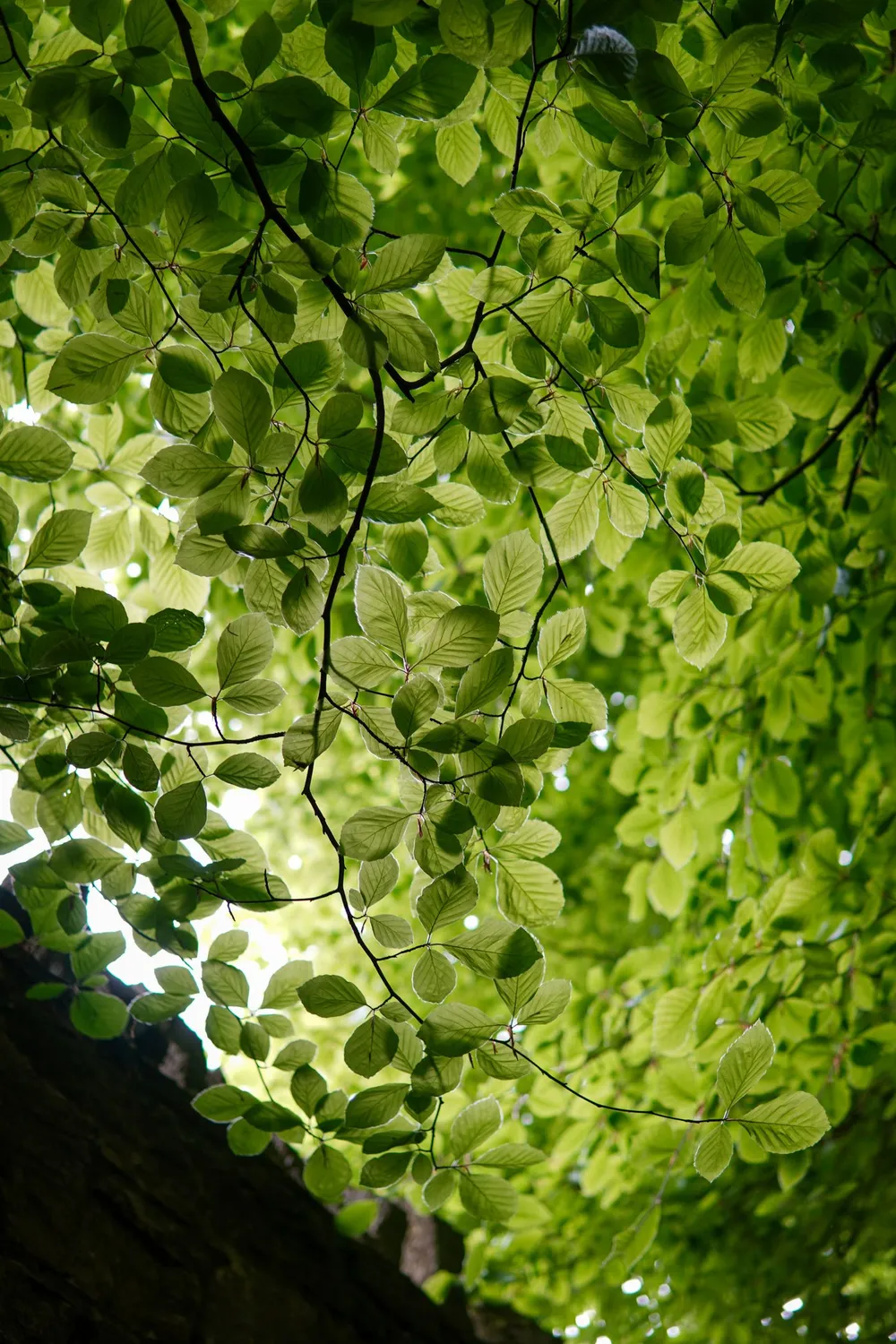 Folhas verdes vistas de baixo, com a luz do sol passando