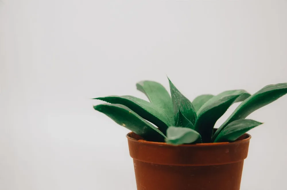 Planta em vaso de barro contra uma parede clara