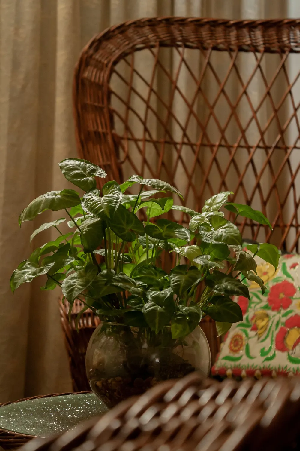 Planta de folhas verdes ao lado de uma cadeira de vime